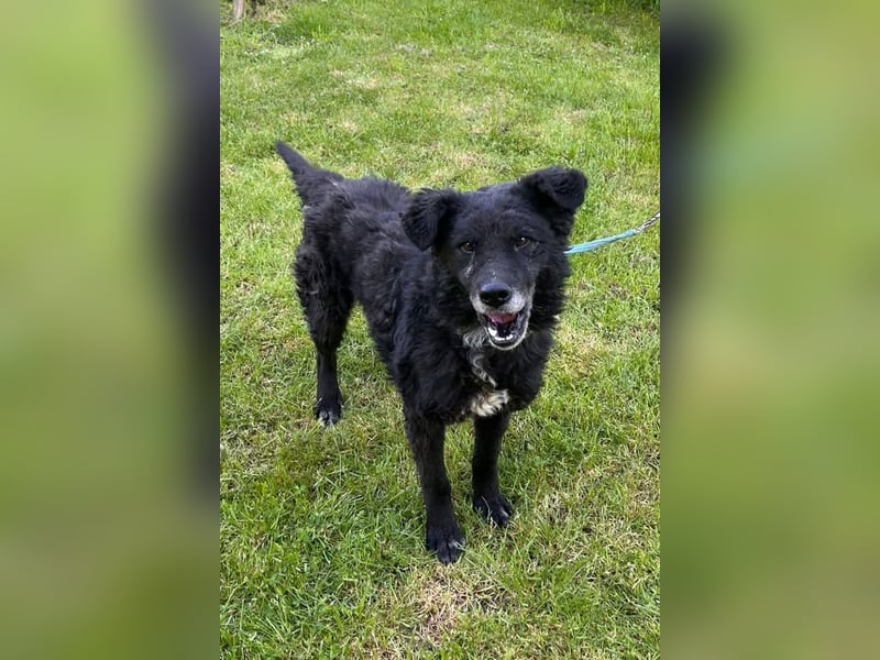 BIMAL❤️lieber, ruhiger und katzenverträglicher Familienhund