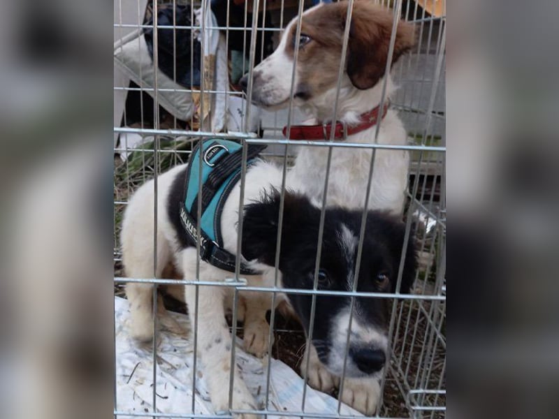 Sammy- jung, noch schüchtern - sucht seine feste Bindung