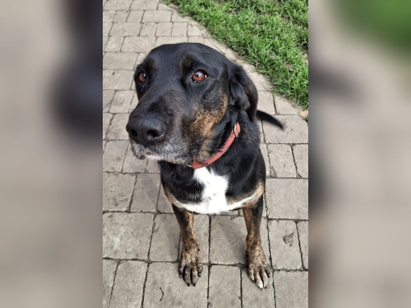 Leo ❤️ wartet in 84524 Neuötting