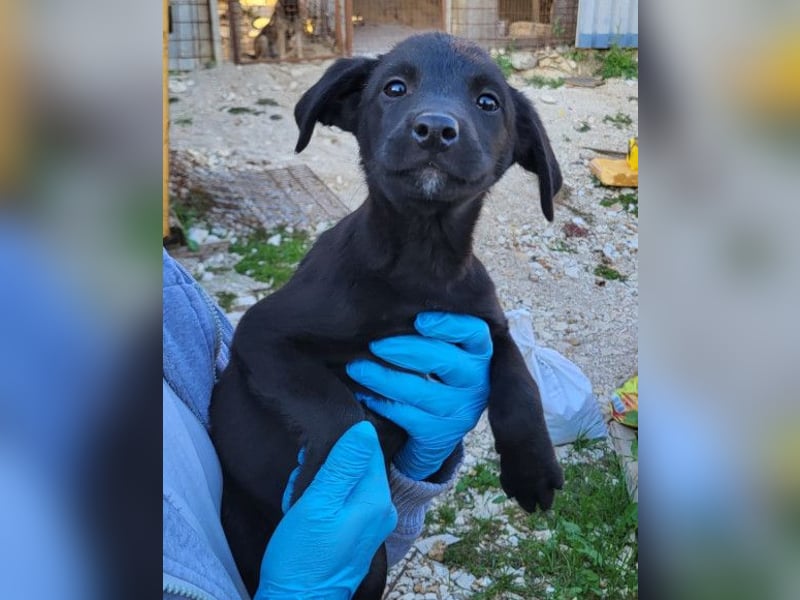 Ljubavi ❤️ junger, lebensfroher Hundebub