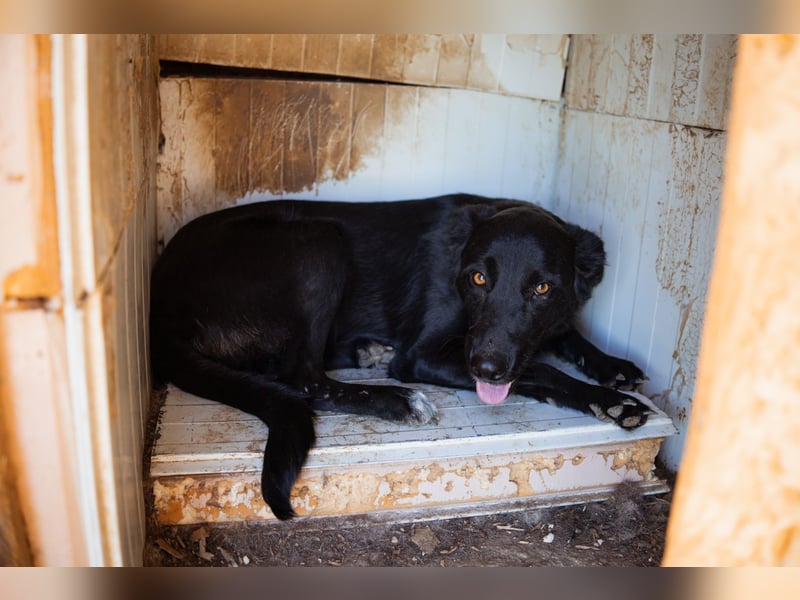 GARA❤️ruhige, sanfte und menschenbezogene Kuschelperle