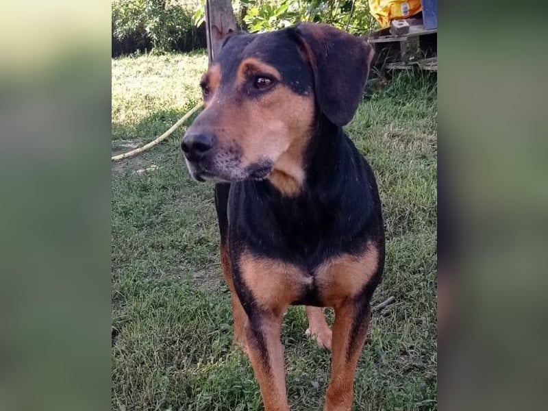 Jasco ❤️ neugierig, lebhaft & verspielt