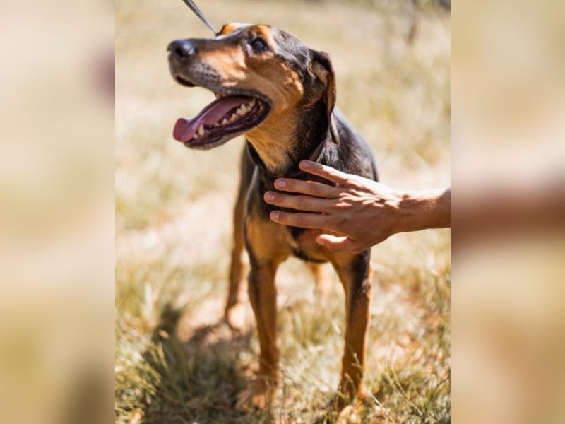 Jasco ❤️ neugieriger, lebhafter & verspielter Rüde