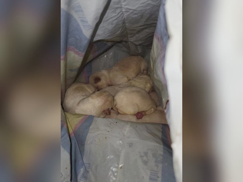 Welpin ♥Tina♥ hofft nun darauf ihre lieben & treuen Menschen zu finden