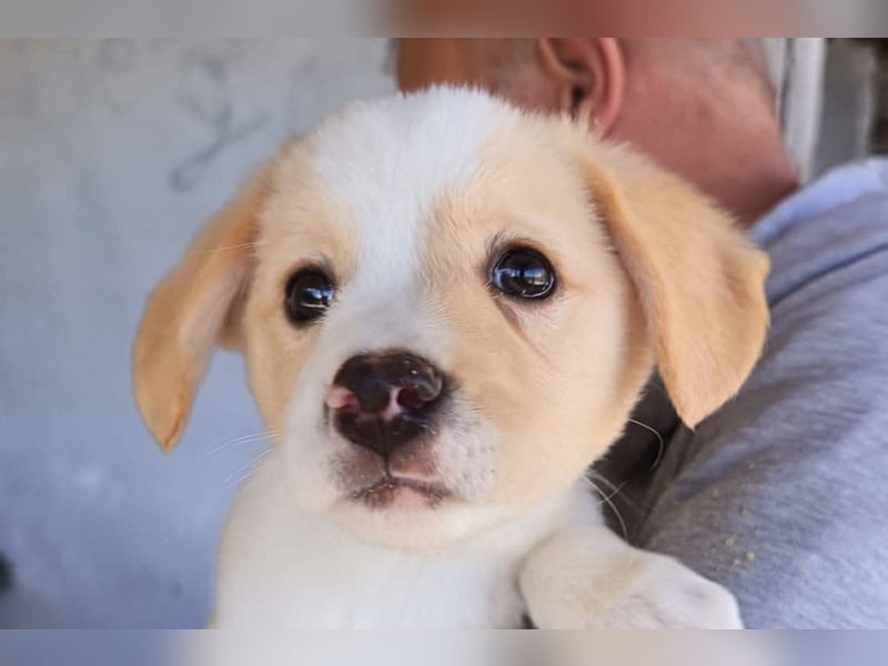 Engelchen ♥ Elfie ♥ zarte, lebensfrohe, neugierige Welpin