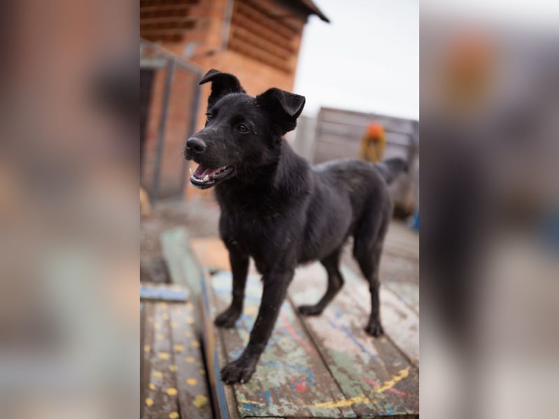 Loris ❤️ verspielter, aktiver + so lieber Jungrüde