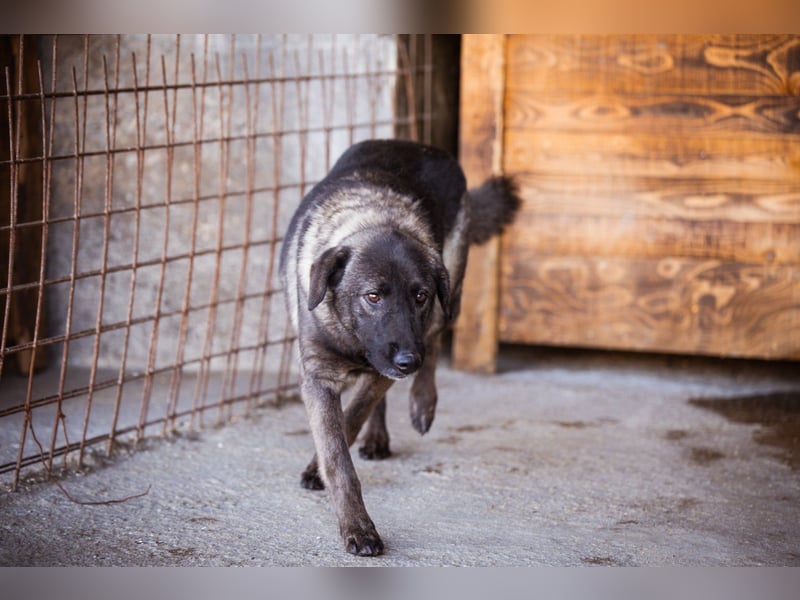 Viva - schüchtern und liebevoll ♥︎