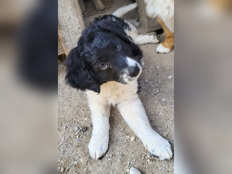 Süße Welpin ♥Suki♥ sucht ihre Menschen