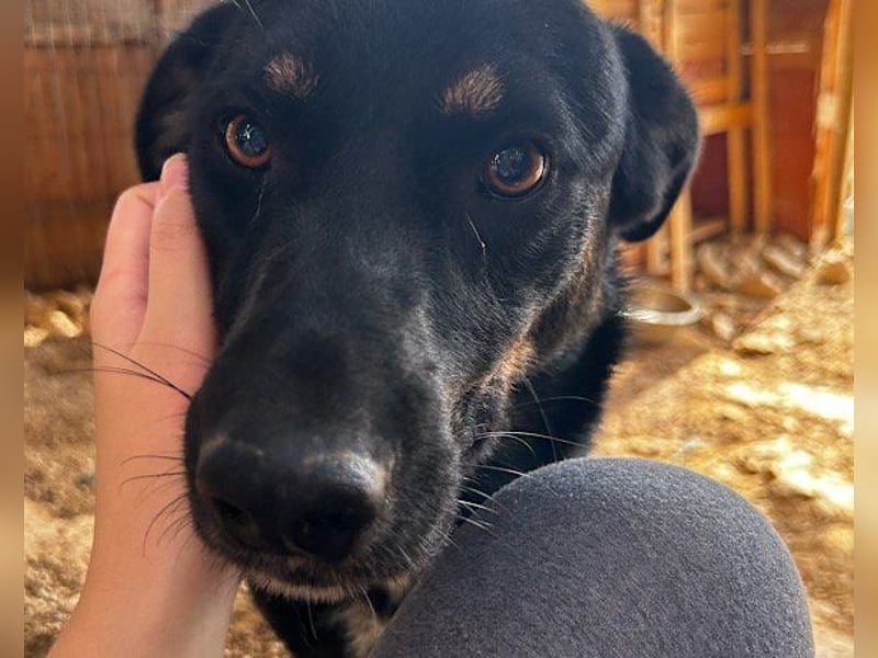 Percy ❤️ aufgeschlossen & verkuschelt!