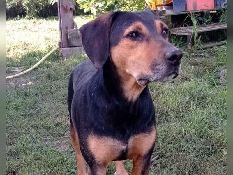 Jasco ❤️ neugierig, lebhaft & verspielt