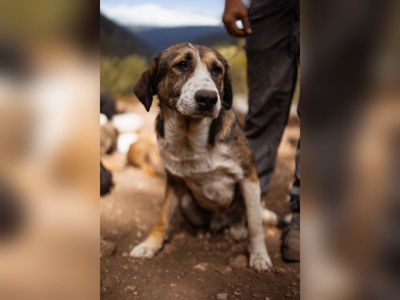 Prachtbursche Pero - ein toller Familienhund sozial, klug, lieb