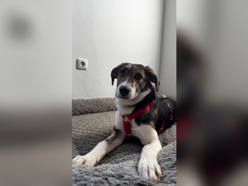 Zauberhafte Bini sucht ihre Menschen