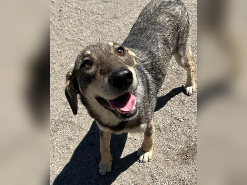 Lebensfrohe ♥ Pika ♥ sucht ihre treuen Menschen