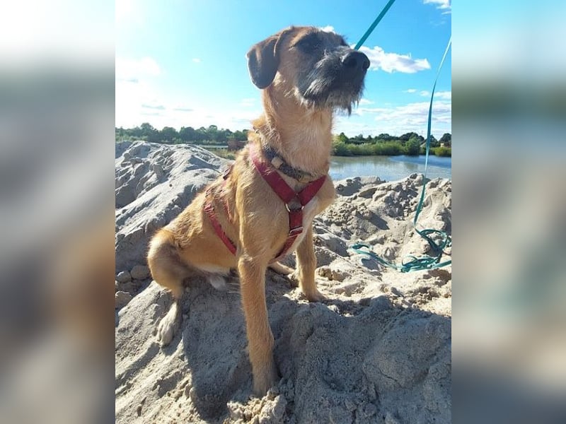 Taro wartet in 24885 Sieverstedt ❤