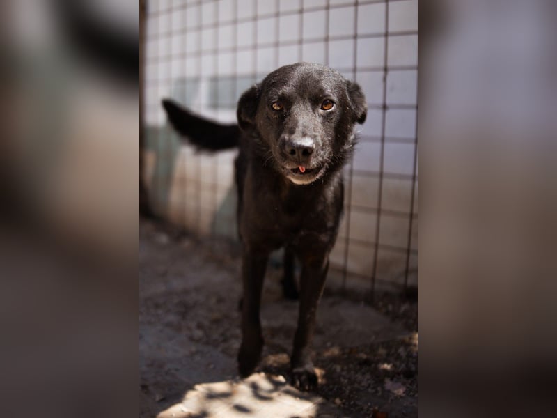 Black-Beau ♥ Sasha ♥ noch schüchtern - verständlich - aber herzlich