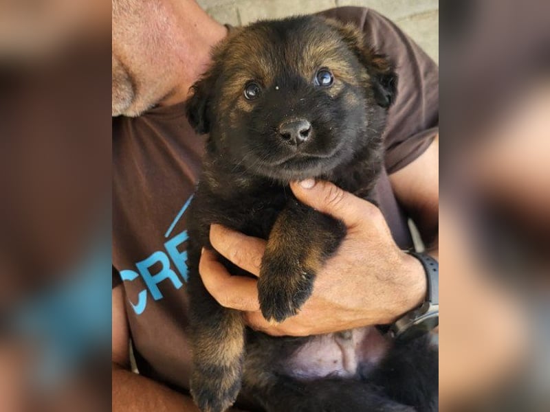 Bub ♥Bertie♥ lieber, fröhlicher Jungrüde