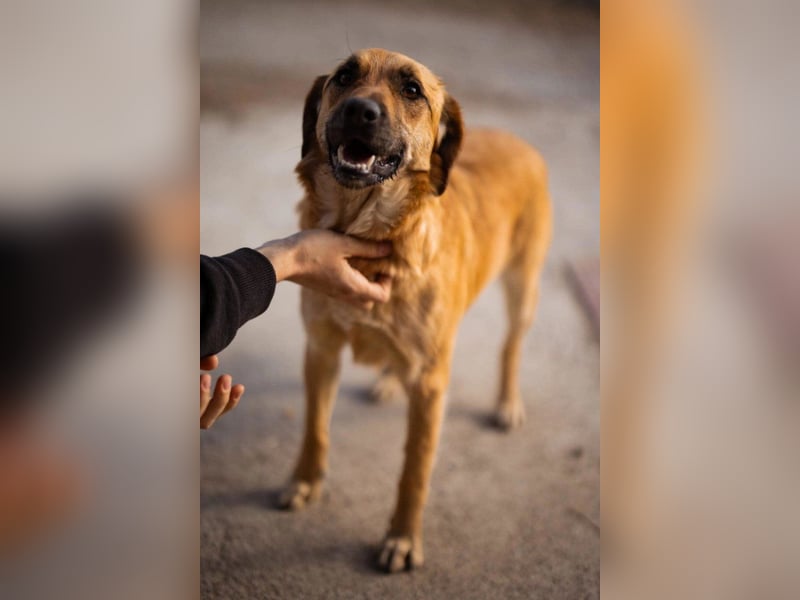 Linda & Luna -  dein Duo-Dreamteam auf 4 Pfoten