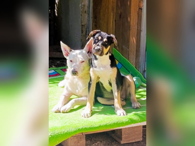 Lykka ❤️ fröhliches, verspieltes & neugieriges Hundemädchen