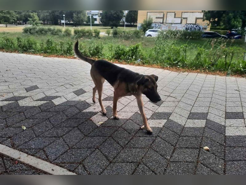 Liebe ♥Izzy♥ treue Junghündin sucht ihren Familienanschluss