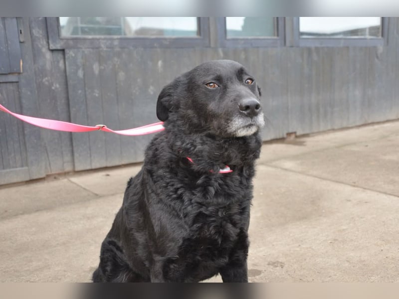 BRACO❤️wundervoller Rüde mit einem besonders sanften und liebenswerten Wesen