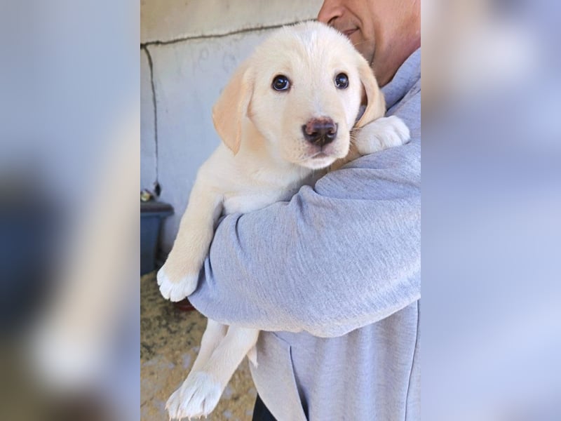 Klein ♥Luan♥ fröhlicher, neugieriger Welpenbub