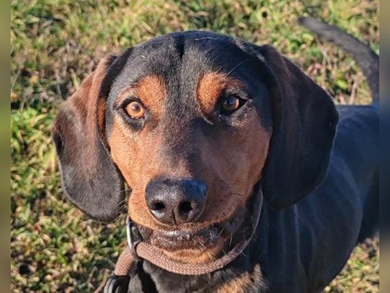 Lieber & menschenbezogener Jimmy ❤️ sucht sein neues Zuhause