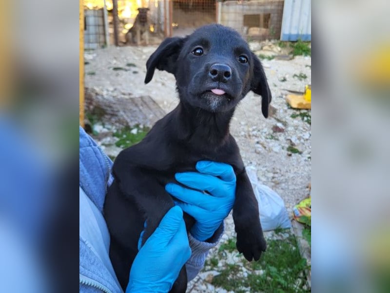 Ljubavi ❤️ junger, lebensfroher Hundebub