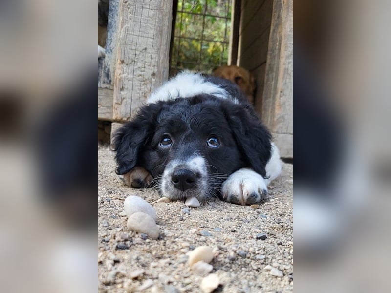 Süße Welpin ♥Suki♥ sucht ihre Menschen