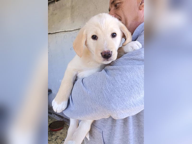 Klein ♥Luan♥ fröhlicher, neugieriger Welpenbub