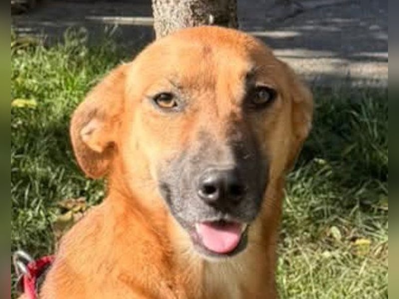 LISA❤️sanfte Seele sucht ihr Familienglück
