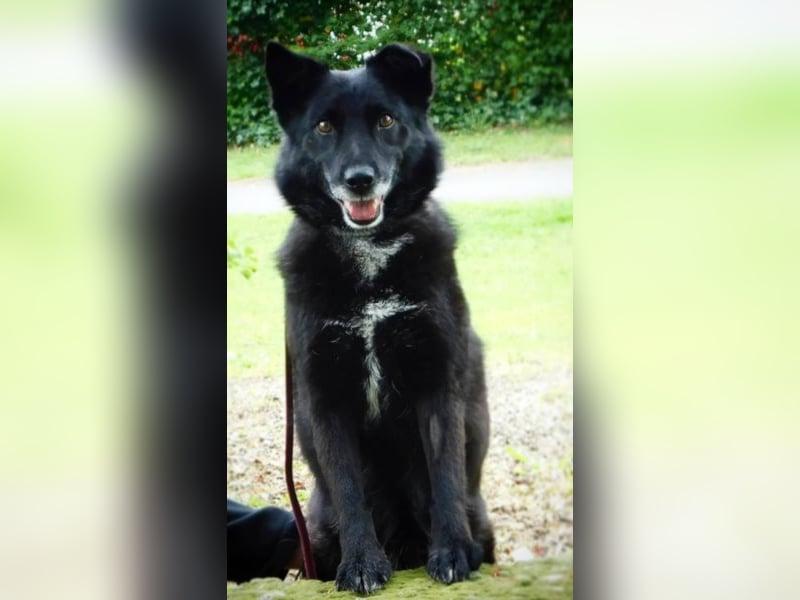 LIBBY, tolle 6 jährige Hündin sucht ihr Heim für immer !
