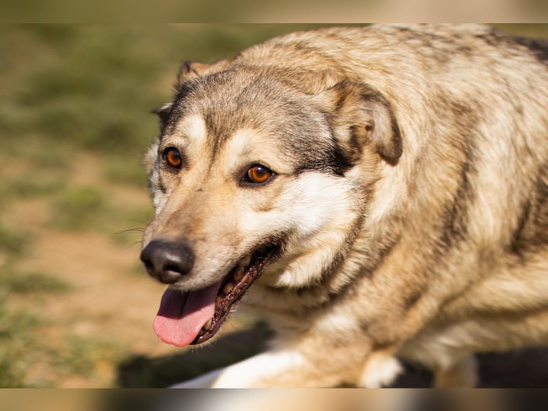 Schöne ♥Sibilla♥ sanft und freundlich