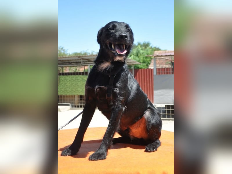 LEMMY❤️harmonischer, treuer Begleiter sucht sein Happy End