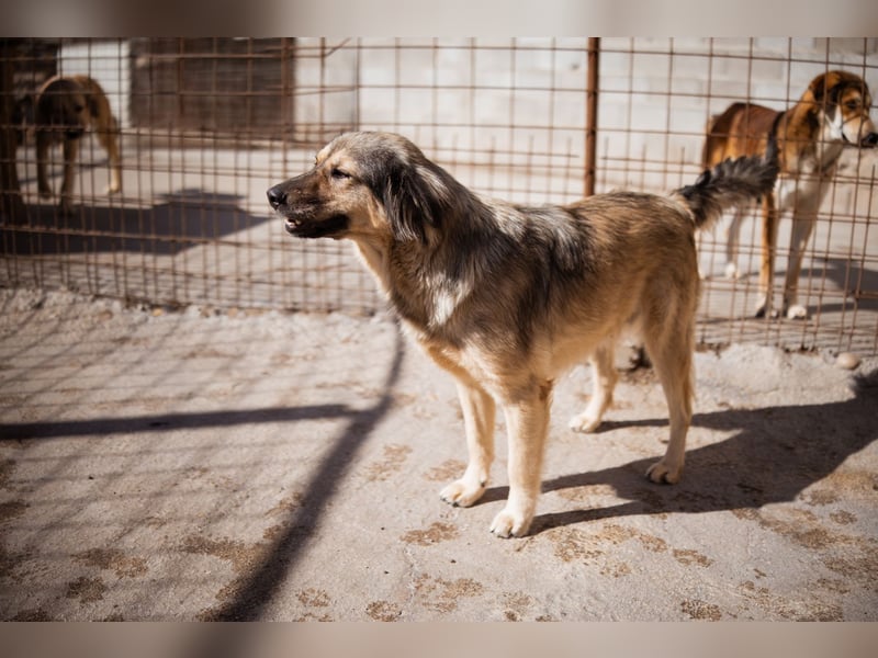 Sanfte Sophy ♥️ Fellfreundin fürs Leben