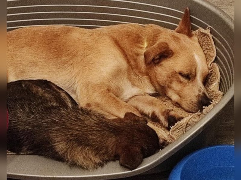 Kika & Max ❤️ gemeinsames Zuhause gesucht