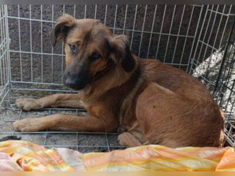 Schüchterne Crissi - braucht Liebe und Halt