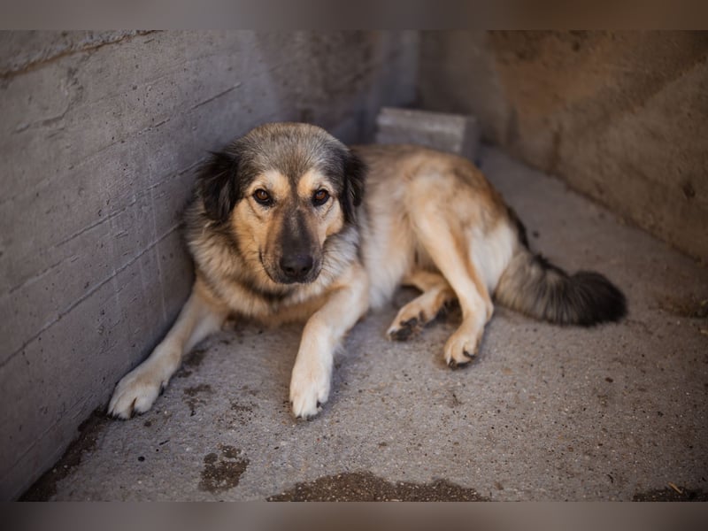 Sanfte Sophy ♥️ Fellfreundin fürs Leben