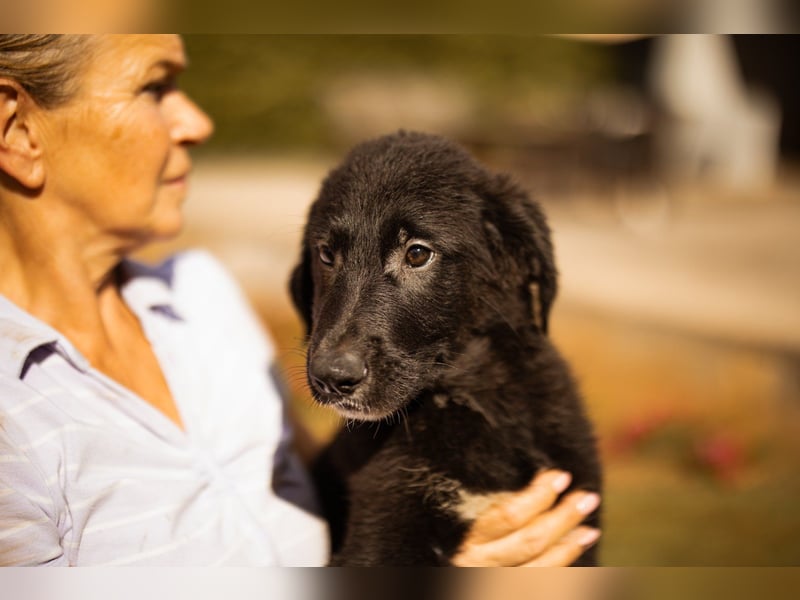Junger Cosmo - charmanter Schäfi-Mix-Bub