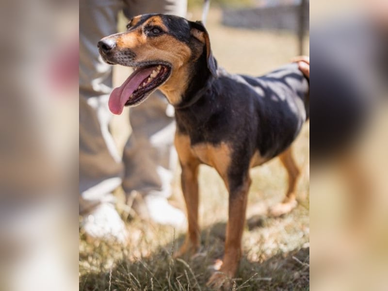 Jasco ❤️ neugieriger, lebhafter & verspielter Rüde