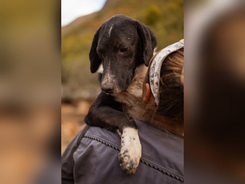 GROF❤️so lieber, anhänglicher Hundejunge