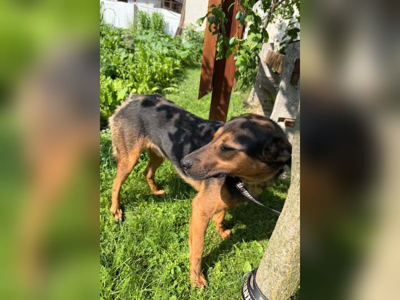 Katzenfreund Oskar - sanfter verschmuster Rüde