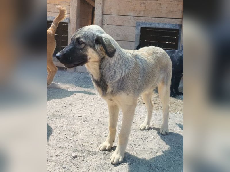 Suki ❤️ Süßes + liebes Hundemädchen!