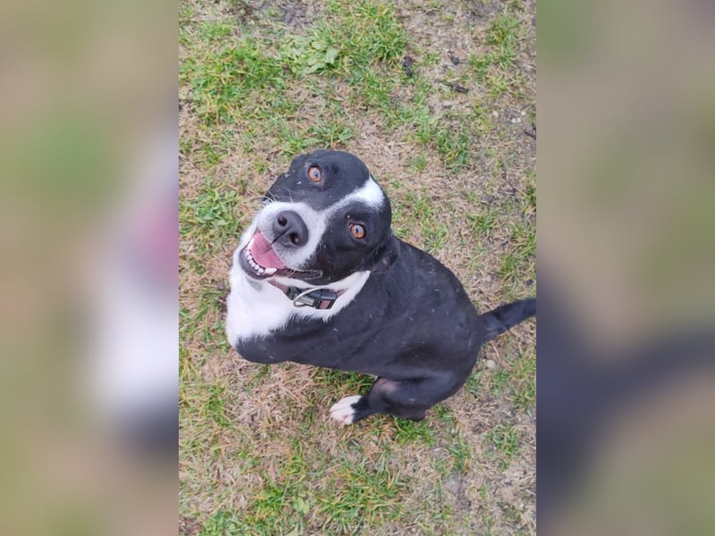 Betty ❤️ verschmuste & anhängliche Hundedame