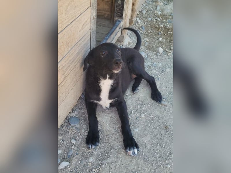 Herziges Welpenmädl Ava ❤️ so lieb, neugierig & verspielt!