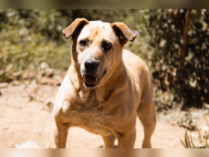 OldBoy ♥Gringo♥ sanft, aufgeschlossen, kinder-u.katzenlieb