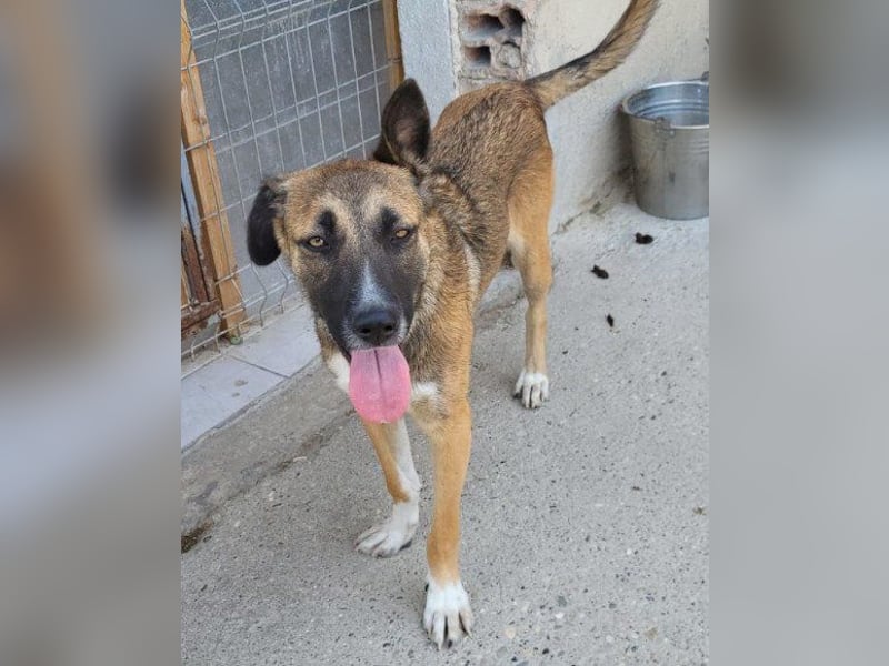 Liebste ♥ Lisa ♥ die pure Lebensfreude - tolle Familienhündin