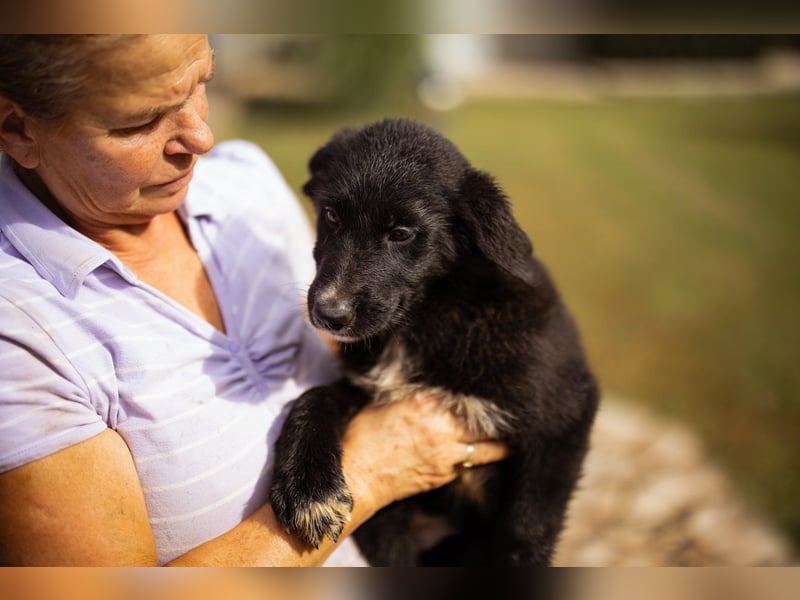 Sienna süße junge Schäfi-Mix-Schnute