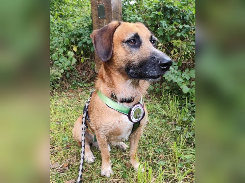 Besuche Taro in 24885 Sieverstedt ❤