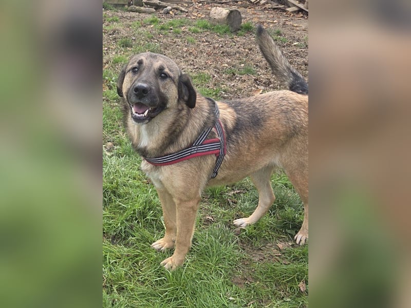 JENNI❤️liebenswerte, soziale und lernfreudige Schmusebacke