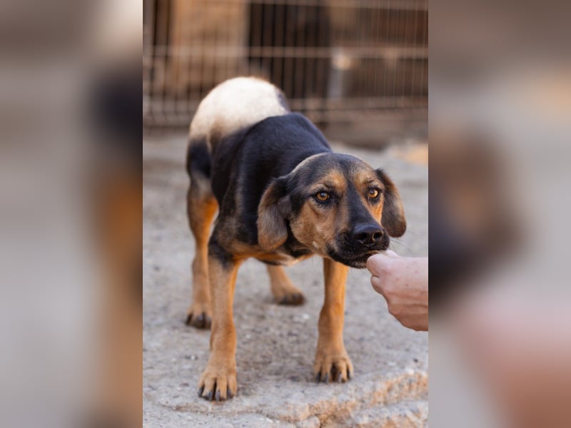 Wundervolle Aylini sucht ein Zuhause